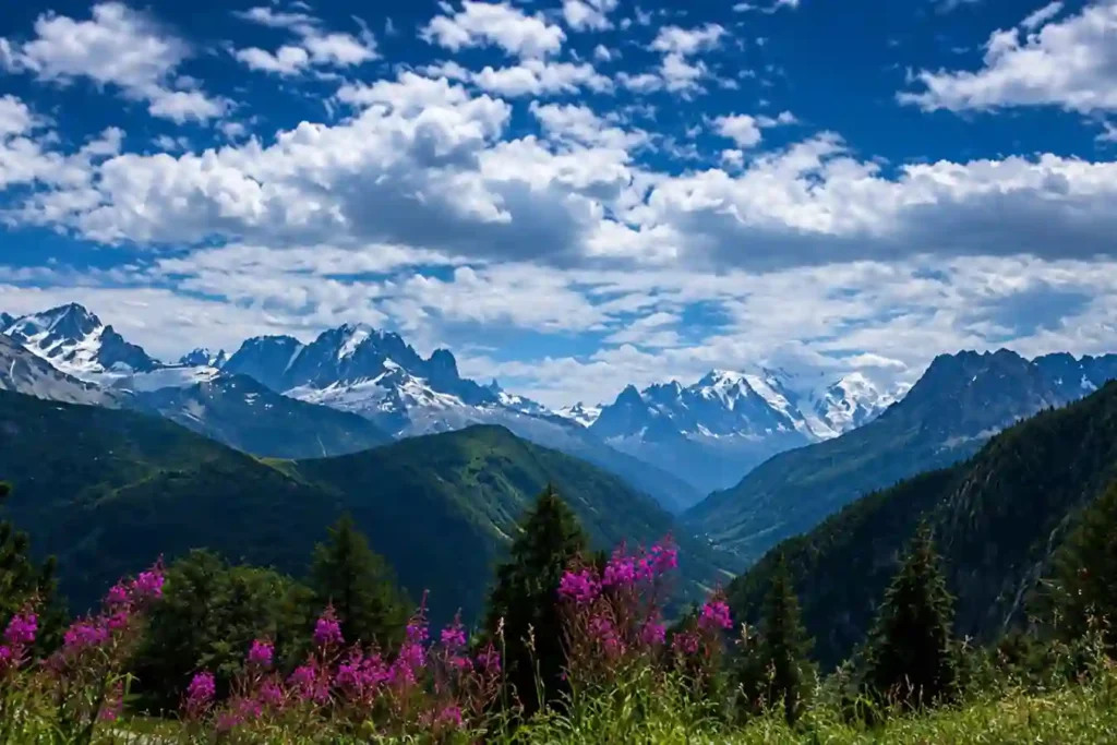 View of Mont Blanc with pink mountain flowers in the foreground